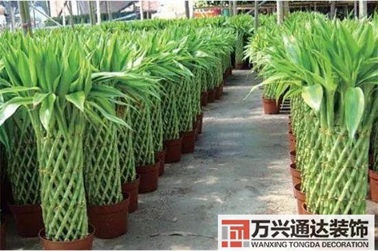 大門植物風水大門前種什么植物風水好