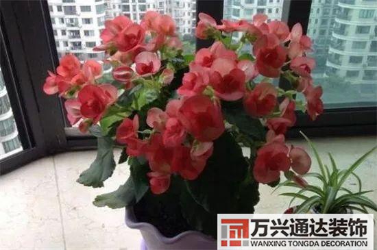 大門植物風水大門前種什么植物風水好