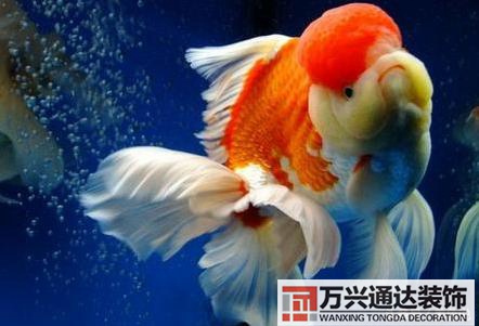 風(fēng)水魚搭配風(fēng)水魚搭配方案