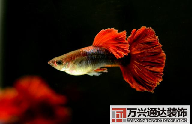 風(fēng)水魚搭配風(fēng)水魚搭配方案