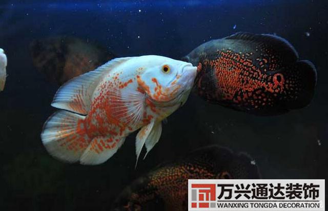 風(fēng)水魚搭配風(fēng)水魚搭配方案