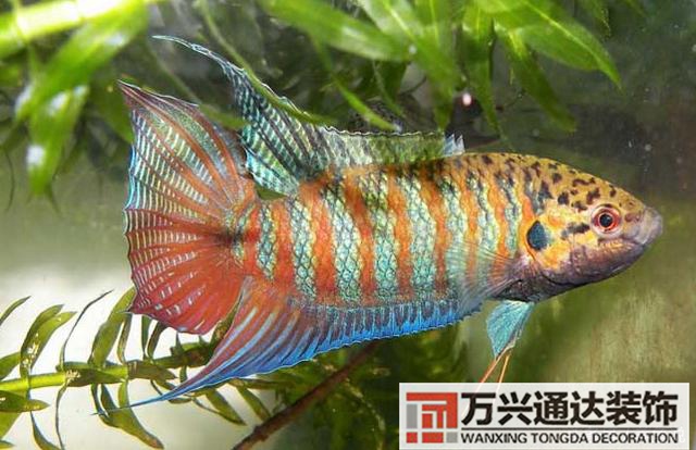 風(fēng)水魚搭配風(fēng)水魚搭配方案