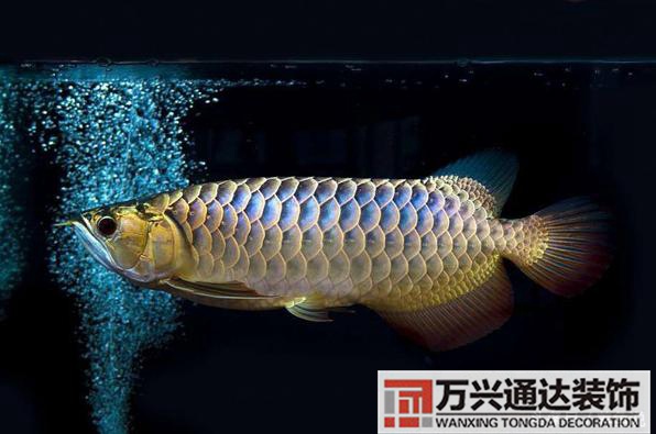 風(fēng)水魚搭配風(fēng)水魚搭配方案