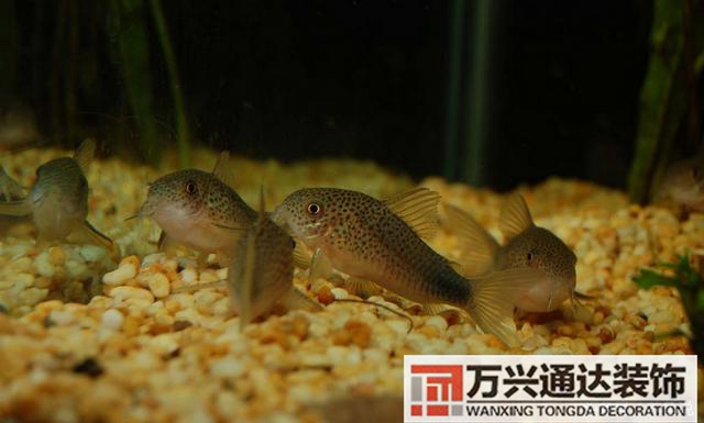 風(fēng)水魚搭配風(fēng)水魚搭配方案