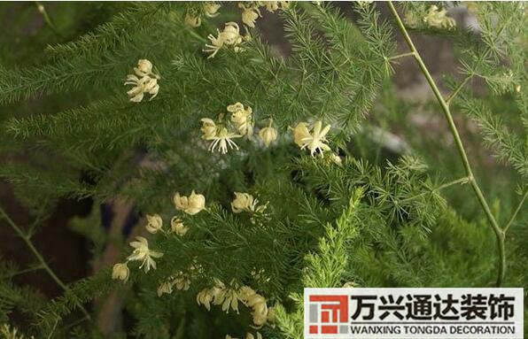 文竹開花風水文竹開花什么樣的