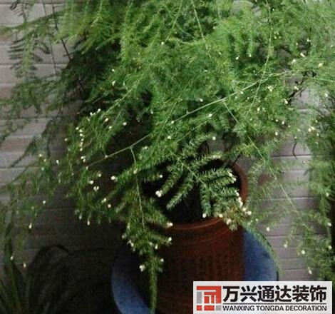 文竹開花風水文竹開花什么樣的