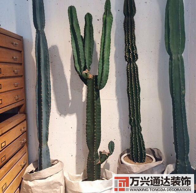 裝修綠植裝修綠植墻