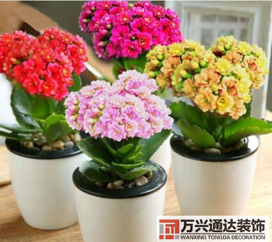 長壽花風水家里適合養(yǎng)長壽花風水