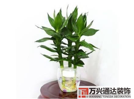 長壽花風水家里適合養(yǎng)長壽花風水