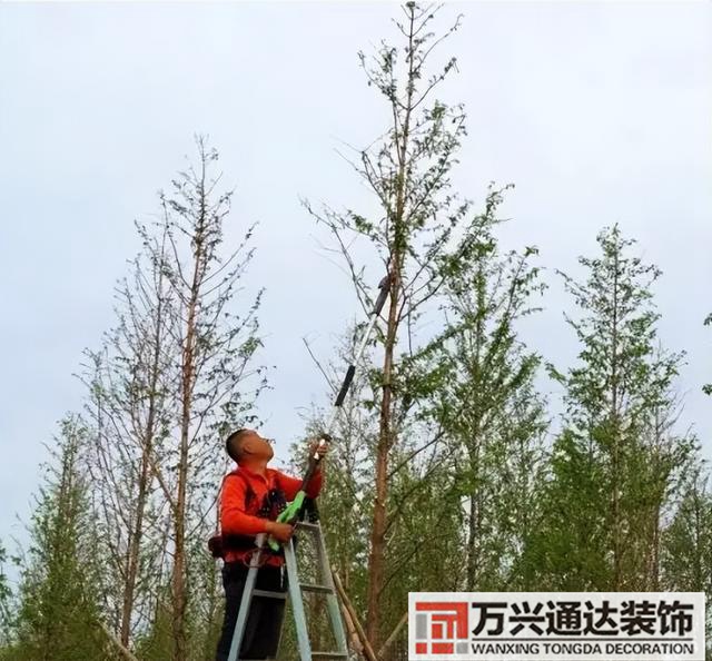 白果樹風水白果樹風水是什么意思